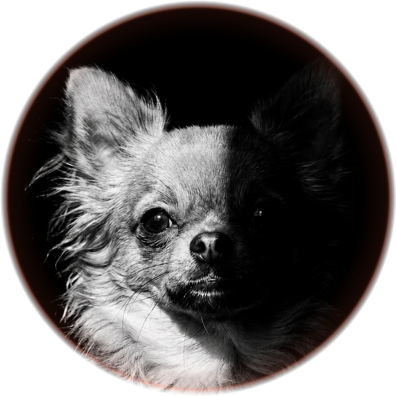 Wicket, the studio's chihuahua mascot